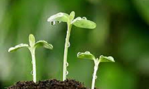 விவசாயிகள் தங்கள் பயிர்களை பாதுகாக்க தோட்டக்கலை துறை யோசனை