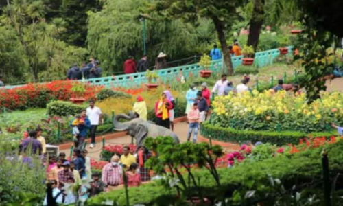 நீலகிரியில் சுற்றுலா பயணிகள் குவிந்தனர்- ஊட்டி தாவரவியல் பூங்காவை 14 ஆயிரம் பேர் கண்டு ரசித்தனர்