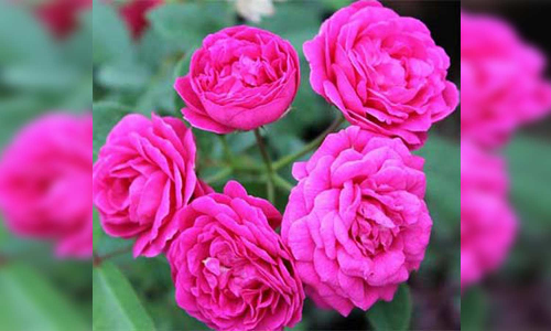 ஆயுதபூஜையை முன்னிட்டு நிலக்கோட்டை மார்க்கெட்டில் பூக்கள் விலை உயர்வு