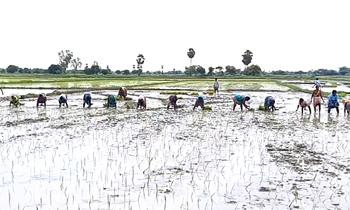 நாட்டுப்புற பாடல்கள் பாடி களை எடுக்கும் பெண்கள்