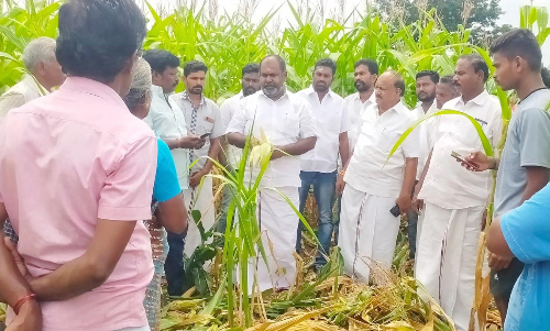 வன விலங்குகளால் மக்காசோள பயிர்கள் சேதம்