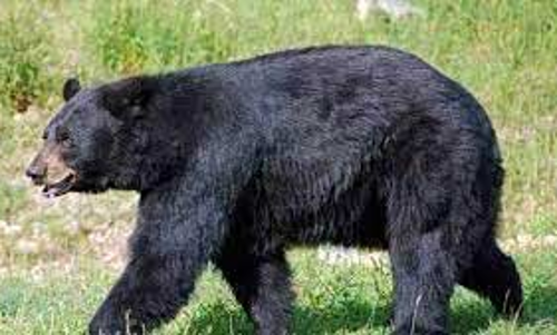 கோத்தகிரி அருகே  குடியிருப்பு பகுதியில் உலா வரும் கரடி