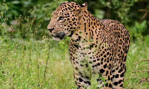 பந்தலூர் அருகே சுருக்கு கம்பியில் சிக்கி சிறுத்தை உயிரிழப்பு