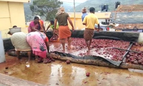 கோத்தகிரி சுற்றுவட்டார பகுதிகளில் மலை காய்கறியான பீட்ரூட் அறுவடை தீவிரம்