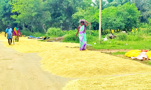 சாலையில் நெல்லை கொட்டி உலர வைக்கும் விவசாயிகள்