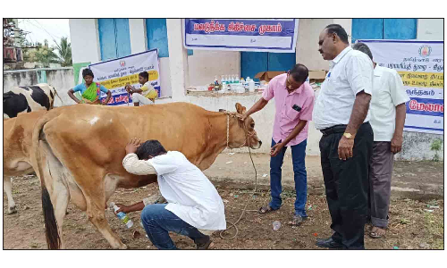 மத்தூர் அருகே   கவுண்டனூர் ஊராட்சியில்   கால்நடைகளுக்கு சிறப்பு சிகிச்சை முகாம்