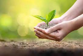 3 ஆயிரம் மரக்கன்றுகள் நடும் பணி 3 ஆயிரம் மரக்கன்றுகள் நடும் பணி