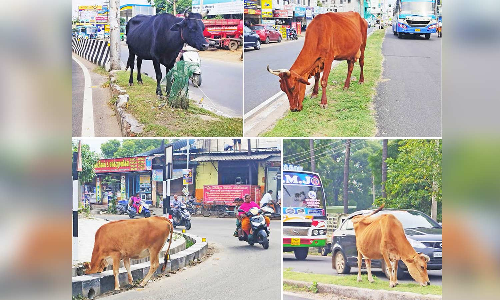 திண்டுக்கல்லில் தெருவோரம் சுற்றித்திரியும் மாடுகளால் தொடர் விபத்துகள்