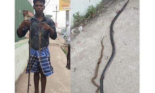 மகனை கடித்த 2 பாம்புகளுடன் மருத்துவமனைக்கு வந்த வாலிபர்- சிறுவனுக்கு தீவிர சிகிச்சை