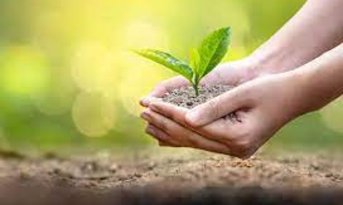 3 ஆயிரம் மரக்கன்றுகள் நடும் பணி