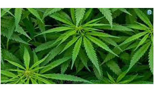 அஞ்செட்டி அருகே   விவசாயி வீட்டில் வளர்த்த   கஞ்சா செடிகள் பறிமுதல்