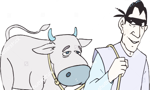 3 பசு மாடுகள் திருட்டு