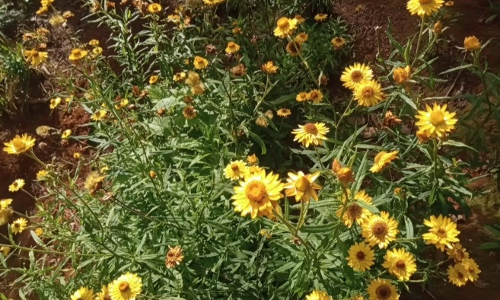 கோத்தகிரியில் பூத்துக் குலுங்கும் மஞ்சள் நிற பேப்பர் பூ