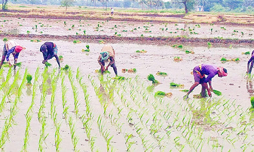 விவசாய பணியில் ஈடுபடும் வடமாநில தொழிலாளர்கள்