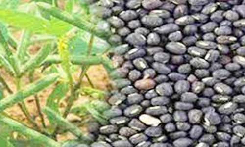 விவசாயிகள் உளுந்து பயிரில்   விதைப்பண்ணை அமைப்பதன்   மூலம் அதிக லாபம் ஈட்ட முடியும்  விதைச்சான்று உதவி இயக்குனர் தகவல்