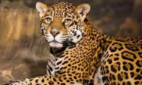 கோத்தகிரி மாதா ஆலயம் அருகே உலா வந்த சிறுத்தையால் பரபரப்பு