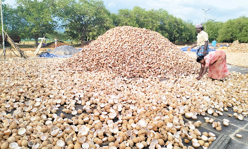 திண்டுக்கல்லில் கொப்பரை தேங்காய் விலை வீழ்ச்சியால் விவசாயிகள் கவலை