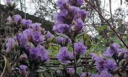 ஊட்டி தொட்டபெட்டா மலைச்சிகரத்தில் பூத்துக்குலுங்கும் குறிஞ்சி மலா்கள்- சுற்றுலா பயணிகள் கண்டு ரசிப்பு