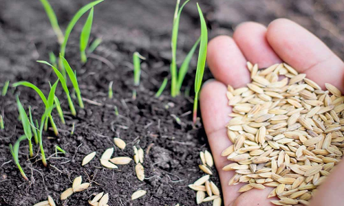 கருங்குளம் வட்டாரத்தில் மானிய விலையில் விதைகள் விநியோகம்- வேளாண்மை உதவி இயக்குநர் தகவல்