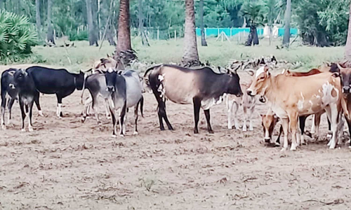 விளைநிலங்களில் சுற்றித்திரியும் மாடுகளால் விவசாயிகள் அவதி