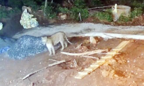 கோத்தகிரி நெடுகுளாவில்   சிறுத்தை நடமாட்டத்தால் மக்கள் அச்சம்