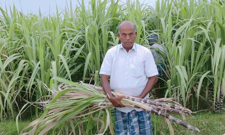 பயிர்களை சேதப்படுத்திய காட்டுபன்றிகளை கட்டுப்படுத்த நடவடிக்கை பயிர்களை சேதப்படுத்திய காட்டுபன்றிகளை கட்டுப்படுத்த நடவடிக்கை