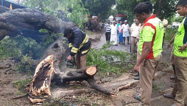 காஞ்சிபுரம் கலெக்டர் அலுவலகம் அருகே பலத்த மழையால் மரம் சரிந்து விழுந்தது காஞ்சிபுரம் கலெக்டர் அலுவலகம் அருகே பலத்த மழையால் மரம் சரிந்து விழுந்தது