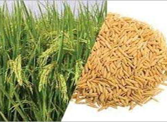 கருங்குளம் வட்டாரத்தில்  50சதவீத மானியத்தில் பூங்கார் ரக நெல் விதை -வேளாண்மை உதவி இயக்குனர் தகவல்