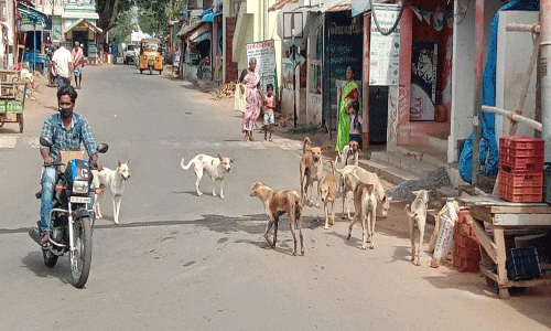 கண்டமனூரில் தெருநாய்கள் தொல்லையால் பொதுமக்கள் அவதி