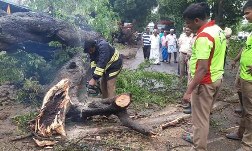 காஞ்சிபுரம் கலெக்டர் அலுவலகம் அருகே பலத்த மழையால் மரம் சரிந்து விழுந்தது