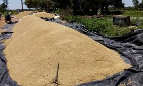 மழையில் நனைந்து வீணாகும் நெல்மணிகள்