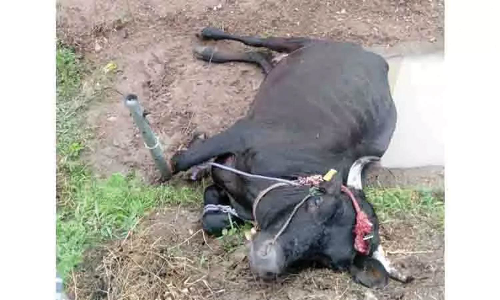 மின்வயரில் சிக்கி பசுமாடு சாவு