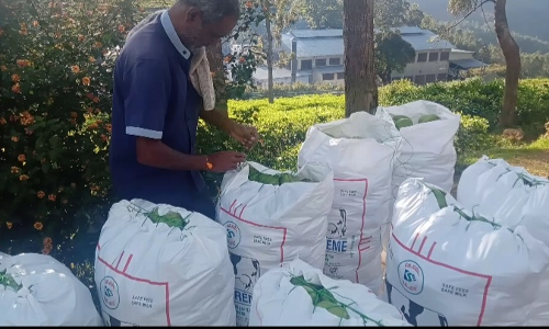 மேரக்காய் விளைச்சல் அதிகரிப்பு