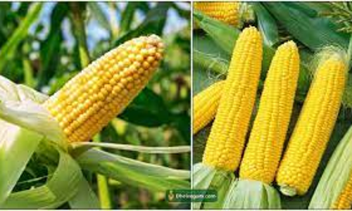 மக்காச்சோளம் ஏலம்