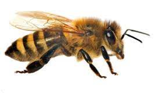 சுற்றுலா பயணிகளை கொட்டிய தேனீக்கள்