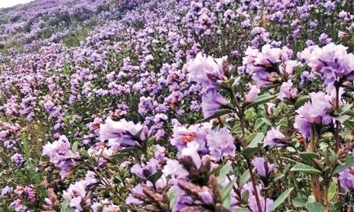 தொட்டபெட்டா மலைச்சரிவுகளில் பூத்துக் குலுங்கு குறிஞ்சி மலா்கள்