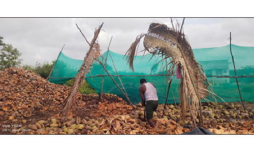 உரிய விலை கிடைக்காததால்   போச்சம்பள்ளி பகுதியில் டன் கணக்கில் தேங்காய்கள் தேக்கம்
