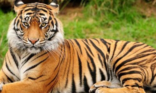 புலி நடமாட்டத்தை கண்காணிக்க காமிராக்கள்