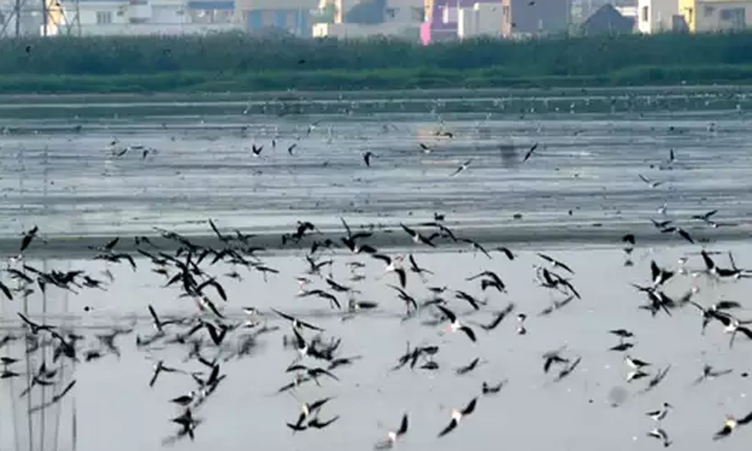 பள்ளிக்கரணை சதுப்பு நிலத்துக்கு படையெடுக்கும் பறவைகள் | birds came  Pallikaranai marshland