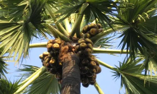 எளிதாக பனை மரம் ஏறுவதற்கு கருவியை கண்டுபிடித்தால் விருது- தமிழக அரசு அறிவிப்பு