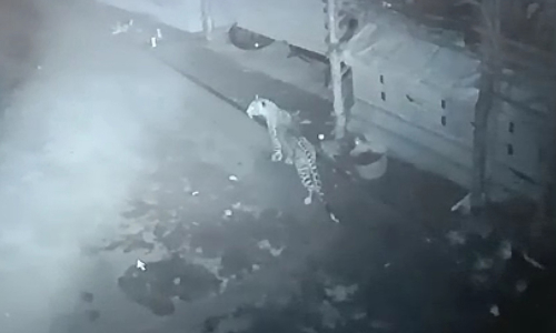 ஆசனூர் அருகே குடியிருப்பு பகுதியில் சுற்றிய சிறுத்தையை கூண்டு வைத்து பிடிக்க நடவடிக்கை