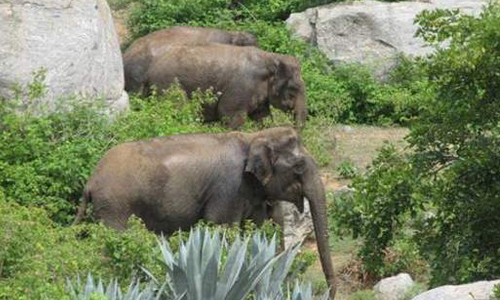 கிருஷ்ணகிரி அருகே முகாமிட்டிருந்த  3 யானைகள் விரட்டப்பட்டன
