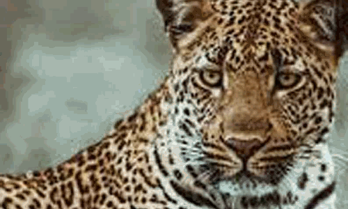 ஊட்டி அருகே குடியிருப்பு பகுதிக்குள் சுற்றி திரியும் சிறுத்தை