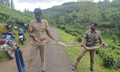 தேயிலை தோட்டத்தில் மலைப்பாம்பு பிடிபட்டது