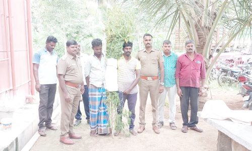 நாகரசம்பட்டி அருகே    கஞ்சா செடி வளர்த்து விற்பனை செய்த 2 பேர் கைது