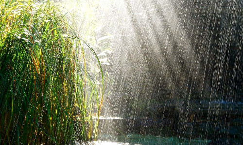 தென்காசி மாவட்டத்தில் பரவலாக மழை-  அதிகபட்சமாக கருப்பாநதி பகுதியில் 18.5 மில்லிமீட்டர் பதிவு