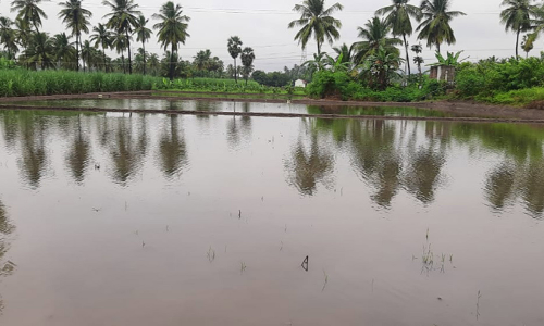 வயல்களில் தேங்கிய மழை வெள்ளம்