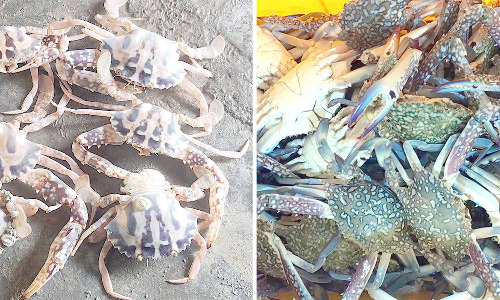 கோடியக்கரையில் வலைகளில் அதிகளவில் சிக்கும் நீலக்கால், புள்ளி நண்டுகள்