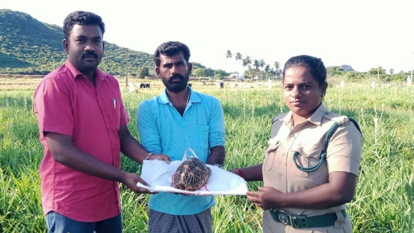 நாட்டார்மங்கலம் கிராமத்தில் பிடிபட்ட நட்சத்திர ஆமை நாட்டார்மங்கலம் கிராமத்தில் பிடிபட்ட நட்சத்திர ஆமை