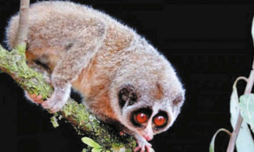 கரூர், திண்டுக்கல் மாவட்டங்களில் இந்தியாவின் முதல் தேவாங்கு சரணாலயம்- தமிழக அரசு அறிவிப்பு